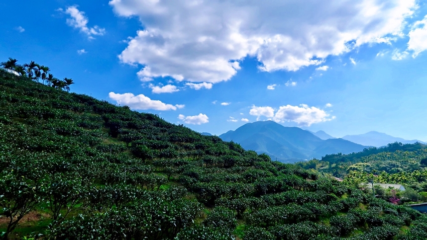 南投旅遊景點/魚池Hugosum和菓森林紅茶莊園，歡迎來鹿篙喝好茶結好果 - Ann‧榜哥‧生活事務所