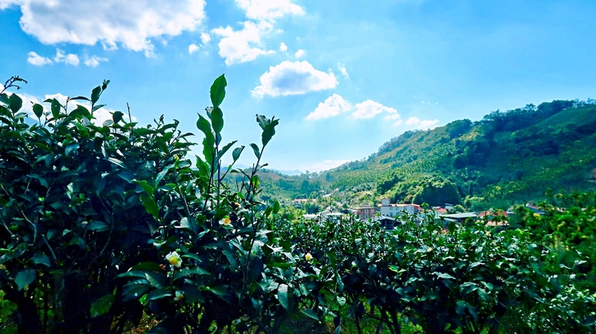 南投旅遊景點/魚池Hugosum和菓森林紅茶莊園，歡迎來鹿篙喝好茶結好果 - Ann‧榜哥‧生活事務所