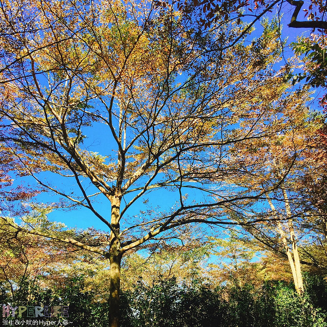 桃李河畔 – 台中新社門半日遊景觀餐廳,門票可全抵用餐消費,戶外歡迎寵物。桂花、金針花、李花、梅花、櫻花一次GET! 春天還可以看螢火蟲哦! @強生與小吠的Hyper人蔘~