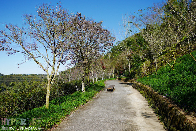 桃李河畔 – 台中新社門半日遊景觀餐廳,門票可全抵用餐消費,戶外歡迎寵物。桂花、金針花、李花、梅花、櫻花一次GET! 春天還可以看螢火蟲哦! @強生與小吠的Hyper人蔘~