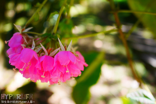 桃李河畔 – 台中新社門半日遊景觀餐廳,門票可全抵用餐消費,戶外歡迎寵物。桂花、金針花、李花、梅花、櫻花一次GET! 春天還可以看螢火蟲哦! @強生與小吠的Hyper人蔘~
