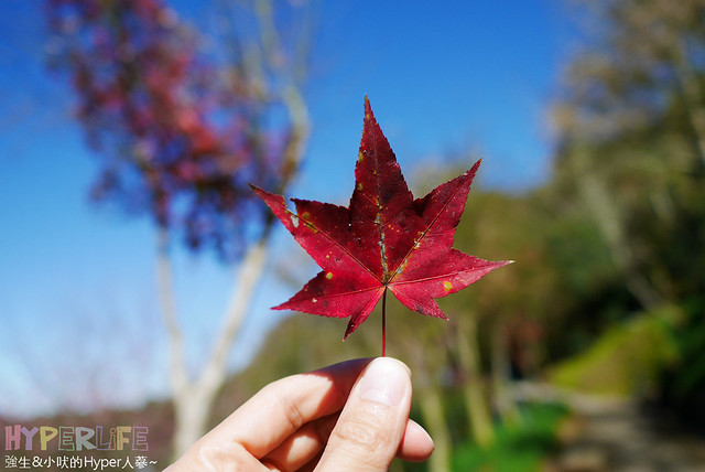桃李河畔 – 台中新社門半日遊景觀餐廳,門票可全抵用餐消費,戶外歡迎寵物。桂花、金針花、李花、梅花、櫻花一次GET! 春天還可以看螢火蟲哦! @強生與小吠的Hyper人蔘~