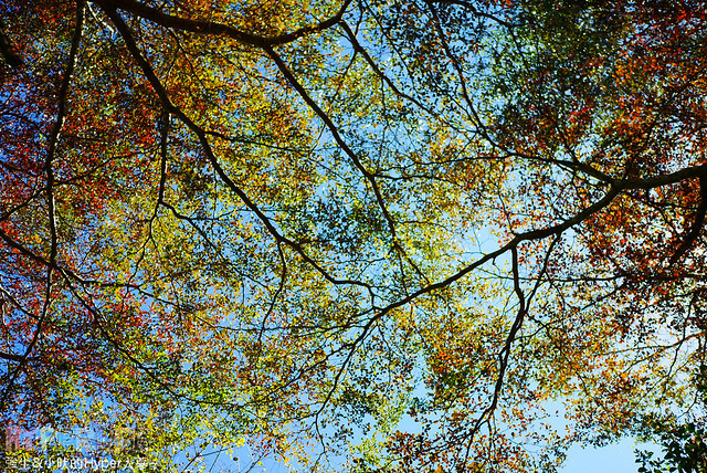 桃李河畔 – 台中新社門半日遊景觀餐廳,門票可全抵用餐消費,戶外歡迎寵物。桂花、金針花、李花、梅花、櫻花一次GET! 春天還可以看螢火蟲哦! @強生與小吠的Hyper人蔘~