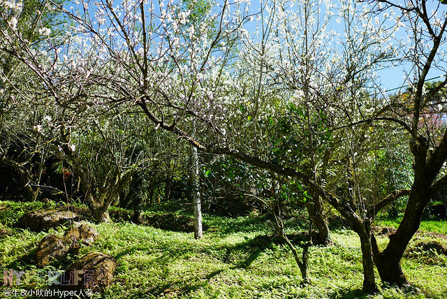 桃李河畔 – 台中新社門半日遊景觀餐廳,門票可全抵用餐消費,戶外歡迎寵物。桂花、金針花、李花、梅花、櫻花一次GET! 春天還可以看螢火蟲哦! @強生與小吠的Hyper人蔘~
