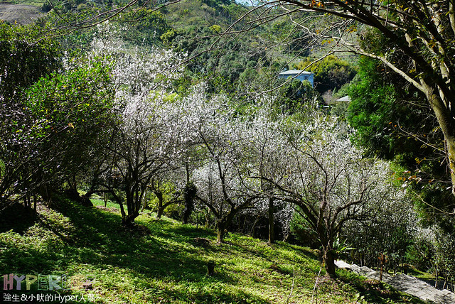桃李河畔 – 台中新社門半日遊景觀餐廳,門票可全抵用餐消費,戶外歡迎寵物。桂花、金針花、李花、梅花、櫻花一次GET! 春天還可以看螢火蟲哦! @強生與小吠的Hyper人蔘~