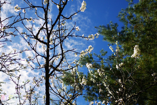 桃李河畔 – 台中新社門半日遊景觀餐廳,門票可全抵用餐消費,戶外歡迎寵物。桂花、金針花、李花、梅花、櫻花一次GET! 春天還可以看螢火蟲哦! @強生與小吠的Hyper人蔘~