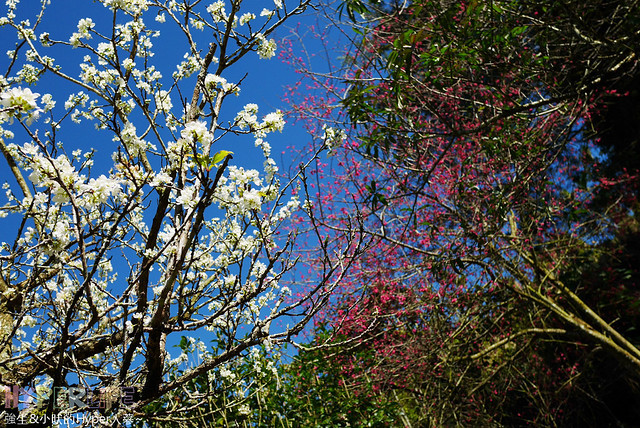 桃李河畔 – 台中新社門半日遊景觀餐廳,門票可全抵用餐消費,戶外歡迎寵物。桂花、金針花、李花、梅花、櫻花一次GET! 春天還可以看螢火蟲哦! @強生與小吠的Hyper人蔘~