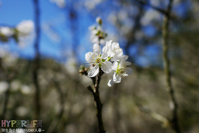 桃李河畔 – 台中新社門半日遊景觀餐廳,門票可全抵用餐消費,戶外歡迎寵物。桂花、金針花、李花、梅花、櫻花一次GET! 春天還可以看螢火蟲哦! @強生與小吠的Hyper人蔘~