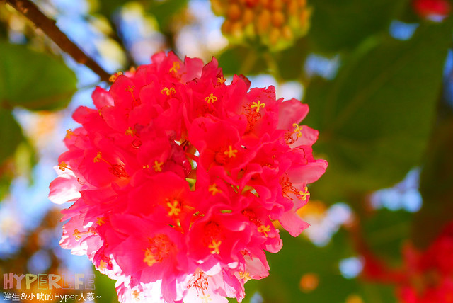 桃李河畔 – 台中新社門半日遊景觀餐廳,門票可全抵用餐消費,戶外歡迎寵物。桂花、金針花、李花、梅花、櫻花一次GET! 春天還可以看螢火蟲哦! @強生與小吠的Hyper人蔘~