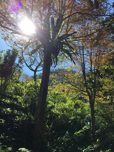 桃李河畔 – 台中新社門半日遊景觀餐廳,門票可全抵用餐消費,戶外歡迎寵物。桂花、金針花、李花、梅花、櫻花一次GET! 春天還可以看螢火蟲哦! @強生與小吠的Hyper人蔘~