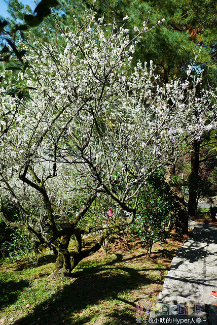 桃李河畔 – 台中新社門半日遊景觀餐廳,門票可全抵用餐消費,戶外歡迎寵物。桂花、金針花、李花、梅花、櫻花一次GET! 春天還可以看螢火蟲哦! @強生與小吠的Hyper人蔘~