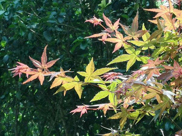 (台中/新社) 桃李河畔 - COCO享天下(隆爸妤媽愛白白)