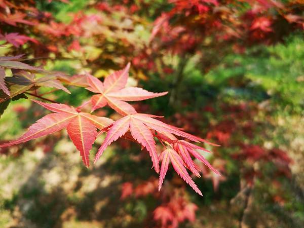(台中/新社) 桃李河畔 - COCO享天下(隆爸妤媽愛白白)