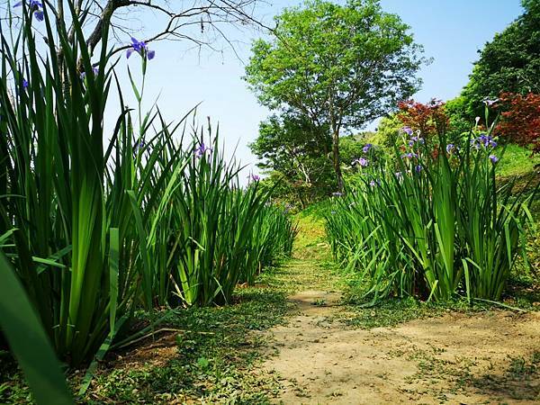 (台中/新社) 桃李河畔 - COCO享天下(隆爸妤媽愛白白)