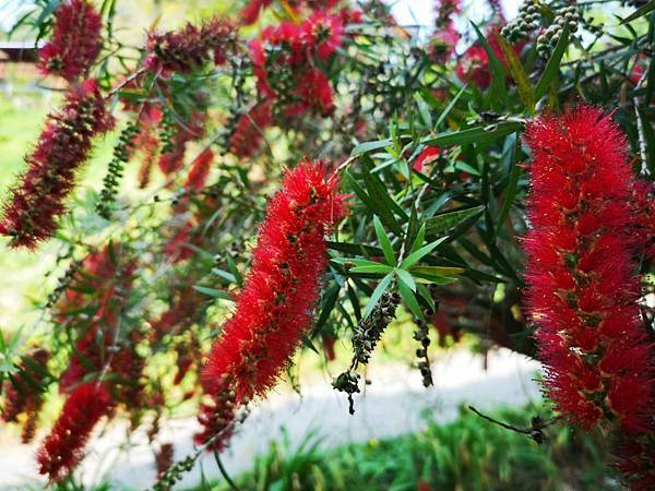 (台中/新社) 桃李河畔 - COCO享天下(隆爸妤媽愛白白)