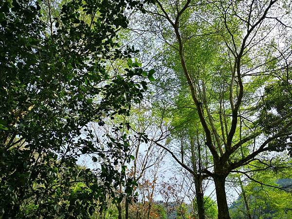 (台中/新社) 桃李河畔 - COCO享天下(隆爸妤媽愛白白)