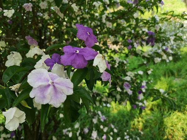 (台中/新社) 桃李河畔 - COCO享天下(隆爸妤媽愛白白)