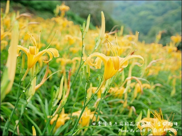 桃李河畔-44.jpg 桃李河畔-44.jpg