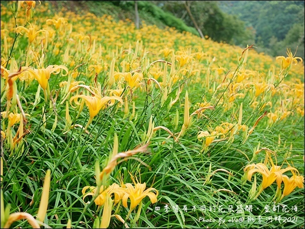 桃李河畔-43.jpg 桃李河畔-43.jpg