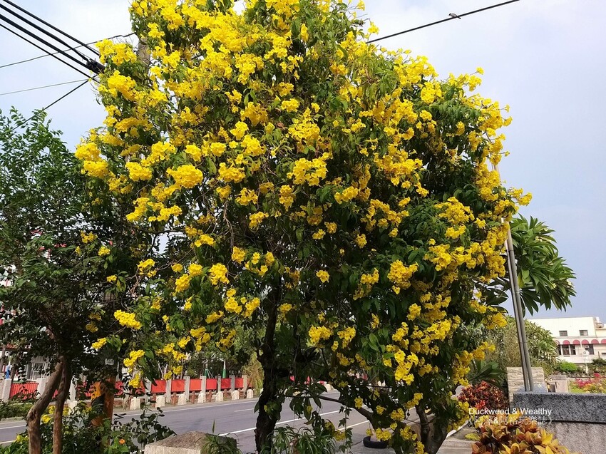【台南食記】柳營『家屋』簡餐火鍋 | 如沐歐洲田園鄉村風格餐廳 |