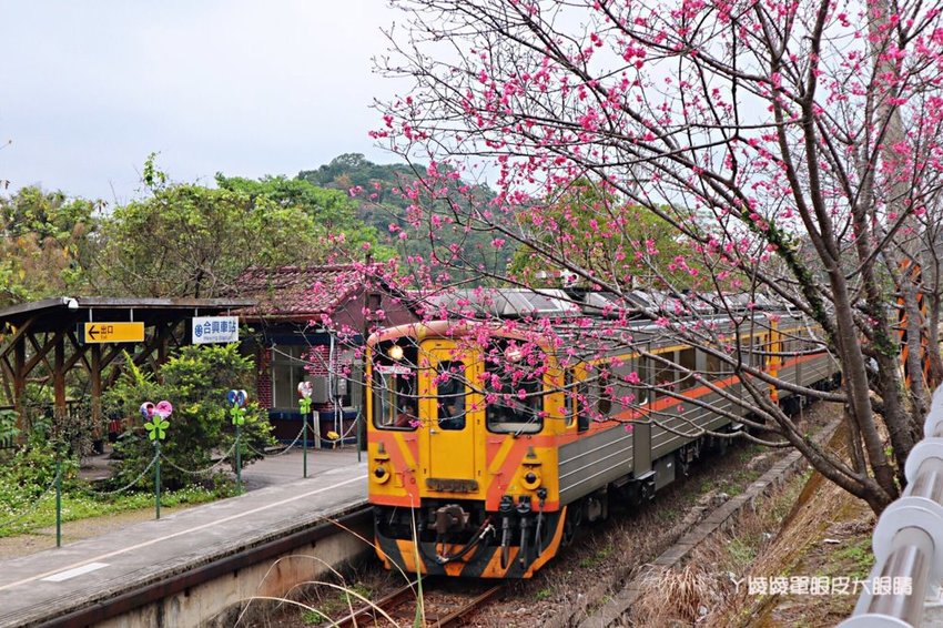 2019薰衣草節來了！薰衣草森林新竹尖石店，新竹旅遊景點！