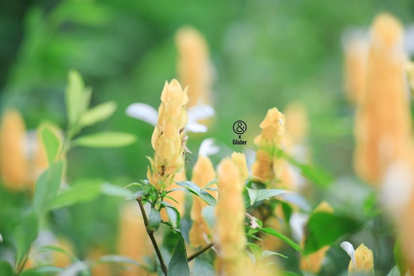 2019薰衣草節來了！薰衣草森林新竹尖石店，新竹旅遊景點！