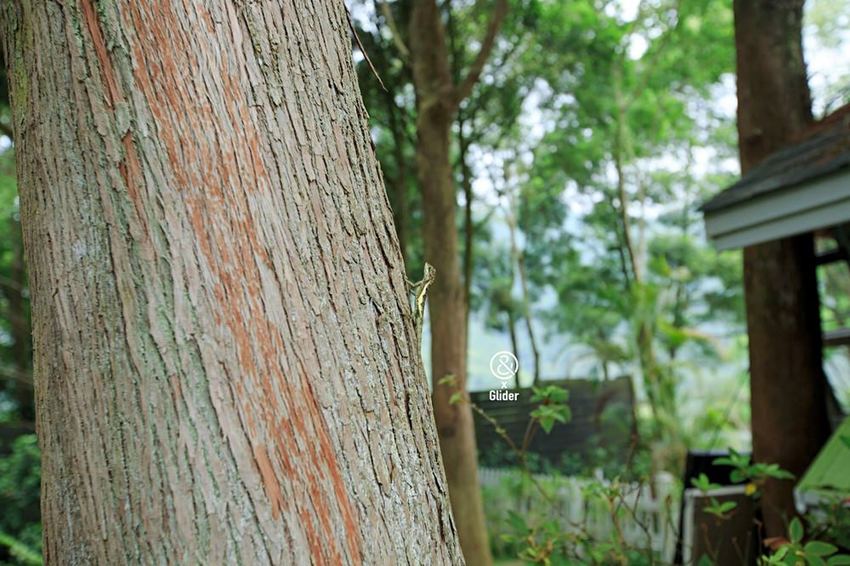 2019薰衣草節來了！薰衣草森林新竹尖石店，新竹旅遊景點！