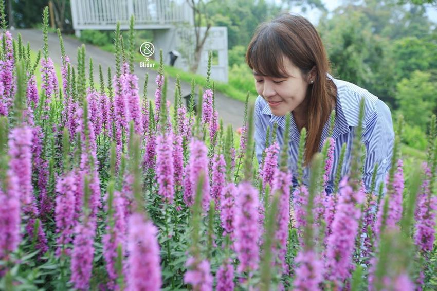 2019薰衣草節來了！薰衣草森林新竹尖石店，新竹旅遊景點！