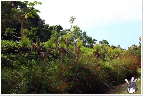 紐澳華溫泉民宿：[住宿]►花蓮玉里鎮◄紐澳華溫泉山莊－茶樹精油DIY/茶樹森林導覽