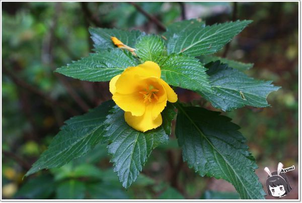 紐澳華溫泉民宿：[住宿]►花蓮玉里鎮◄紐澳華溫泉山莊－茶樹精油DIY/茶樹森林導覽