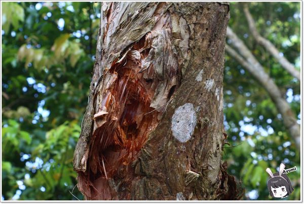 紐澳華溫泉民宿：[住宿]►花蓮玉里鎮◄紐澳華溫泉山莊－茶樹精油DIY/茶樹森林導覽