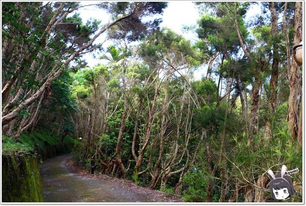 紐澳華溫泉民宿：[住宿]►花蓮玉里鎮◄紐澳華溫泉山莊－茶樹精油DIY/茶樹森林導覽