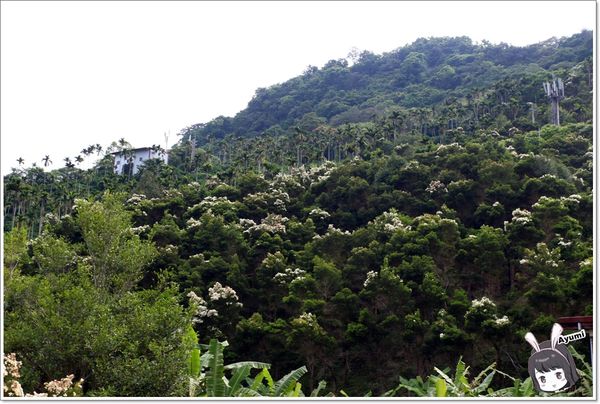 紐澳華溫泉民宿：[住宿]►花蓮玉里鎮◄紐澳華溫泉山莊－茶樹精油DIY/茶樹森林導覽