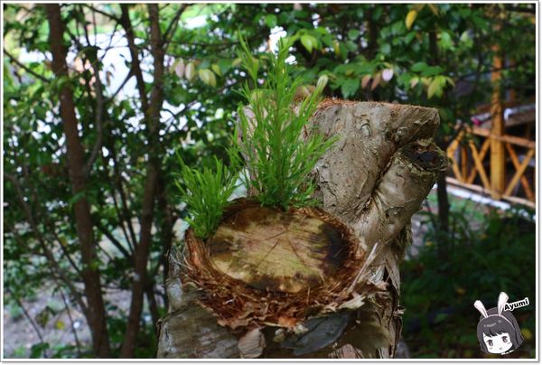 紐澳華溫泉民宿：[住宿]►花蓮玉里鎮◄紐澳華溫泉山莊－茶樹精油DIY/茶樹森林導覽