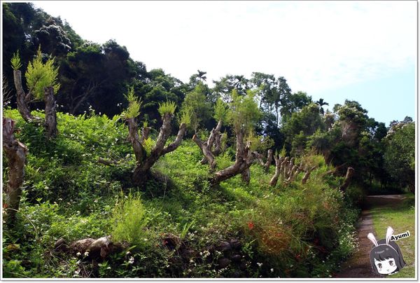 紐澳華溫泉民宿：[住宿]►花蓮玉里鎮◄紐澳華溫泉山莊－茶樹精油DIY/茶樹森林導覽