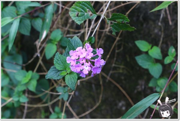 紐澳華溫泉民宿：[住宿]►花蓮玉里鎮◄紐澳華溫泉山莊－茶樹精油DIY/茶樹森林導覽