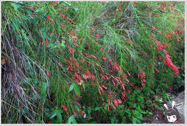 紐澳華溫泉民宿：[住宿]►花蓮玉里鎮◄紐澳華溫泉山莊－茶樹精油DIY/茶樹森林導覽