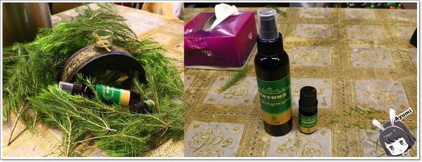 紐澳華溫泉民宿：[住宿]►花蓮玉里鎮◄紐澳華溫泉山莊－茶樹精油DIY/茶樹森林導覽