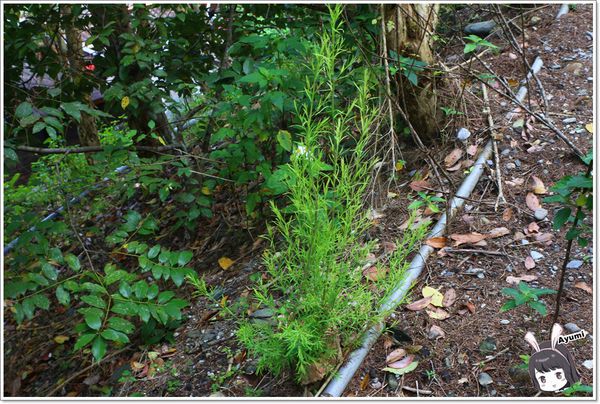 紐澳華溫泉民宿：[住宿]►花蓮玉里鎮◄紐澳華溫泉山莊－茶樹精油DIY/茶樹森林導覽