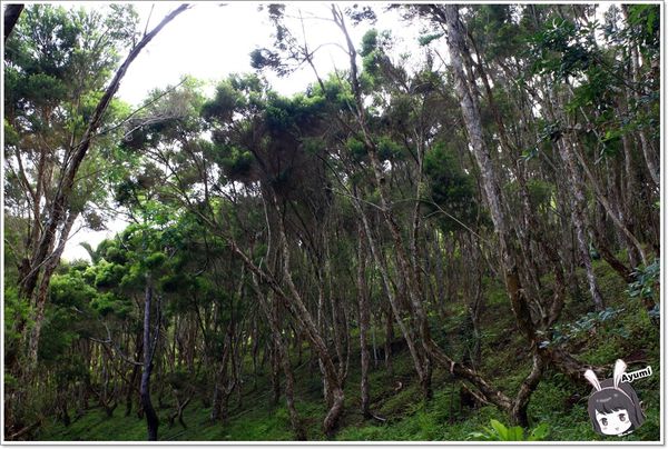 紐澳華溫泉民宿：[住宿]►花蓮玉里鎮◄紐澳華溫泉山莊－茶樹精油DIY/茶樹森林導覽