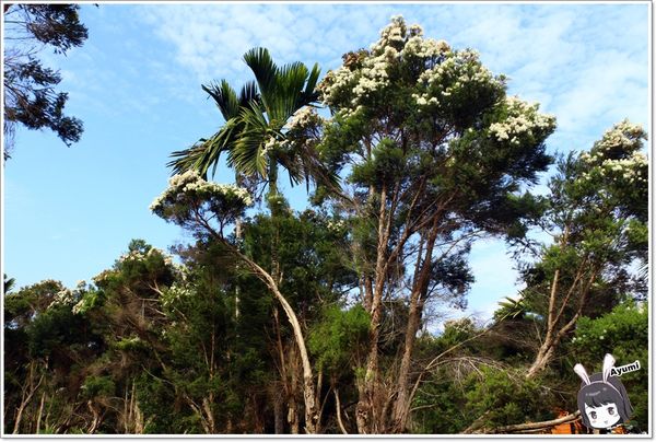 紐澳華溫泉民宿：[住宿]►花蓮玉里鎮◄紐澳華溫泉山莊－茶樹精油DIY/茶樹森林導覽