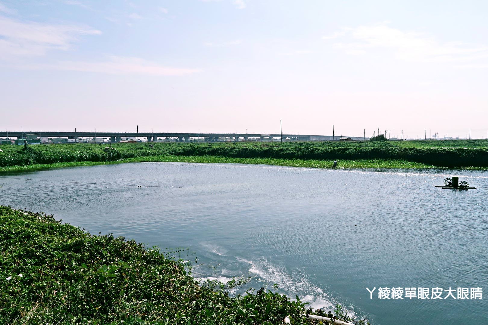 農純鄉魚米之鄉探訪真實之旅|嘉義東石福爾摩沙養殖場、台中后里五崁腳有機田園、雲林古坑蜜蜂故事館