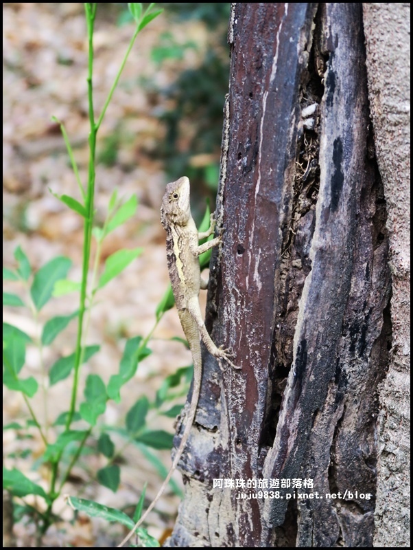 龜山步道23.JPG