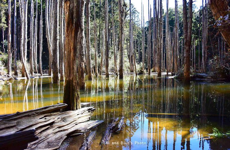 南投忘憂森林13