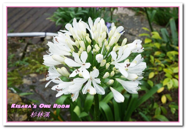 杉林溪森林生態渡假園區:南投賞花旅遊.遍地繁花、仙境一般的所在──杉林溪森林生態渡假園區