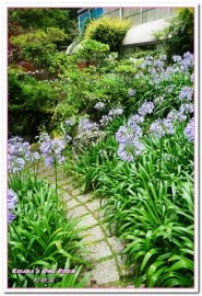 杉林溪森林生態渡假園區:南投賞花旅遊.遍地繁花、仙境一般的所在──杉林溪森林生態渡假園區