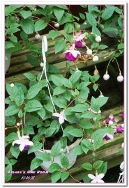 杉林溪森林生態渡假園區:南投賞花旅遊.遍地繁花、仙境一般的所在──杉林溪森林生態渡假園區