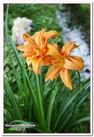 杉林溪森林生態渡假園區:南投賞花旅遊.遍地繁花、仙境一般的所在──杉林溪森林生態渡假園區