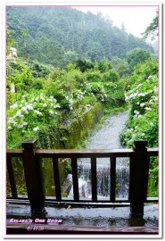 杉林溪森林生態渡假園區:南投賞花旅遊.遍地繁花、仙境一般的所在──杉林溪森林生態渡假園區