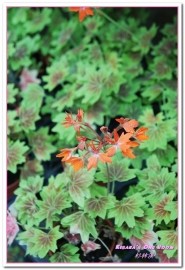 杉林溪森林生態渡假園區:南投賞花旅遊.遍地繁花、仙境一般的所在──杉林溪森林生態渡假園區